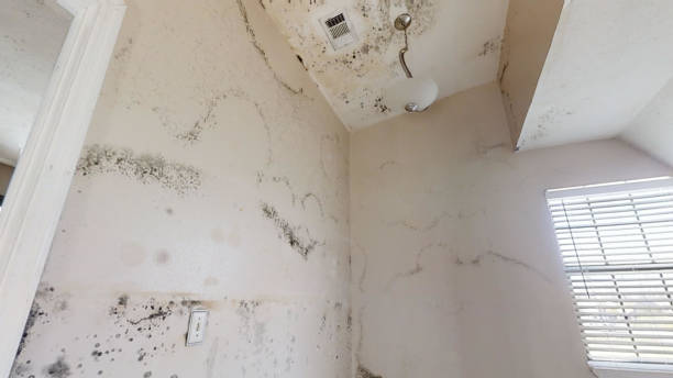 Best Black Mold Removal  in Casper, WY